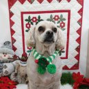 까까보개 이미지