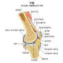 내 무릎은 기상청인가? 퇴행성 관절염/펌 이미지