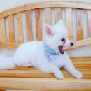 도리도리펫샵 이미지