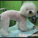 루비 애견샵 이미지