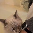 고양이 행복구역 이미지