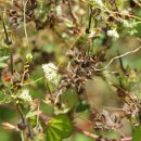 미국실새삼Cuscuta campestris Yunck. 이미지
