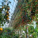 황성농장 이미지