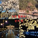 하루산책 | 안동 월영교 벚꽃 야경까지 완벽했던 하루 (분수쇼 &amp; 밤산책 후기)