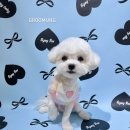 그루멍(groomung) 이미지