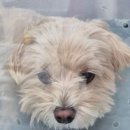 상일 쓰담쓰담 동물병원 이미지