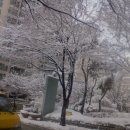 春雪 이미지