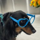 장자호수공원(반려견놀이터) 이미지