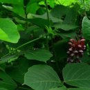 뽕이랑 귀농이랑 이미지