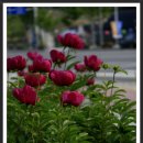 실내체육관 앞 이미지