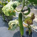 춘추농장 이미지