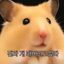 햄찌월드