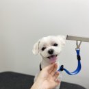 댕바이미 이미지