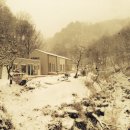 나무사이에 자연속으로 이미지