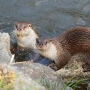 화천군수달연구센터 이미지