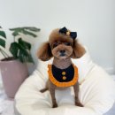 까까뿌숑 이미지