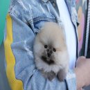 대구강아지분양 럽댕 이미지