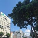 세븐일레븐 대림88타워점 | 태교여행 2일차/ 파르코시티 아카짱혼포,a&amp;w버거, 88스테이크, 아메리칸빌리지 지바코커피,하얏트...