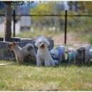 폴앤도기 동남캠퍼스 이미지