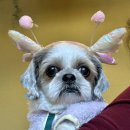 보리콩이네 이미지