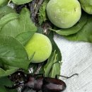 덕현목장 이미지