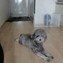 반듯하개 이미지