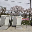 군서 백리벚꽃길 | 영암 벚꽃 지금 상태? 왕인문화축제 평일 후기 + 100리 벚꽃길(런트립 코스)