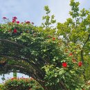 중랑천 뚝방길 (옥외22) | (중랑구) 중랑천 장미축제 - 주간 방문 후기