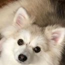 호텔 독스 이미지