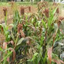 수수의효능 이미지