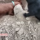 냥아치냥 이미지