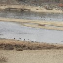 탁곡 | 오인교의 전라도누정기행-"조선 제일의 황룡이라” 장성 요월정(邀月亭)1