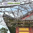 선진사 | 경남 사천 벚꽃 실시간 개화 상황 사천 조명군총 벚꽃 숨은 명소