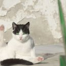 이층집고양이 이미지