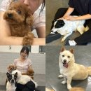 혼자두면 장판뜯어서 차린 개카페 | 신림 데이트 놀거리 애견카페 혼자두면장판뜯어서차린개카페