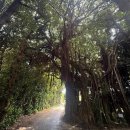 오래드림 고원 | 오키나와 투어 추천 북부 츄라우미수족관 만좌모 아메리칸빌리지