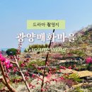 매화마을사거리.매화마을2단지 | 광양매화마을 개화현황 축제끝 만개시작 다모 촬영지