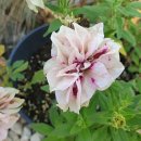 (주)하나마이 이미지