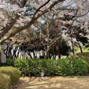 석남체육공원 | 이번주 무조건 가야해🔥 인천 석남동 벚꽃 명소 신석체육공원