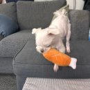 말티즈 루리의 노즈워크 간식 추천🐶 푸디부 팡팡 고구마 트릿 후기