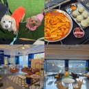 루이비독 이미지