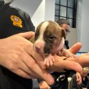 꼼지락 강아지 이미지