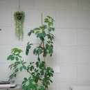 예삐마켓 | 예삐 플라워 아울렛 남사 화훼 단지 화분 구매 및 분갈이 후기