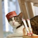 ㈜렉스휴먼인더스트리 | 고양이 심장병 영양제, 1위고양이유산균 라비벳