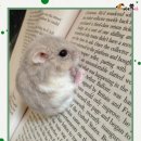 동글동글 이미지