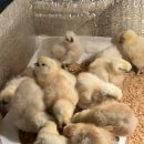 천안오골계농장 이미지