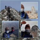 봉황봉 Daum카페