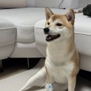 우산동물병원 | 파주 금릉동물의료센터 강아지 알러지 검사 (알러트패널 72종 후기)