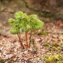 작은 꽃(miniature)과 왕 동백꽃..시카고 보타닉가든 이미지