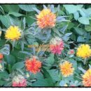 홍화민박 이미지